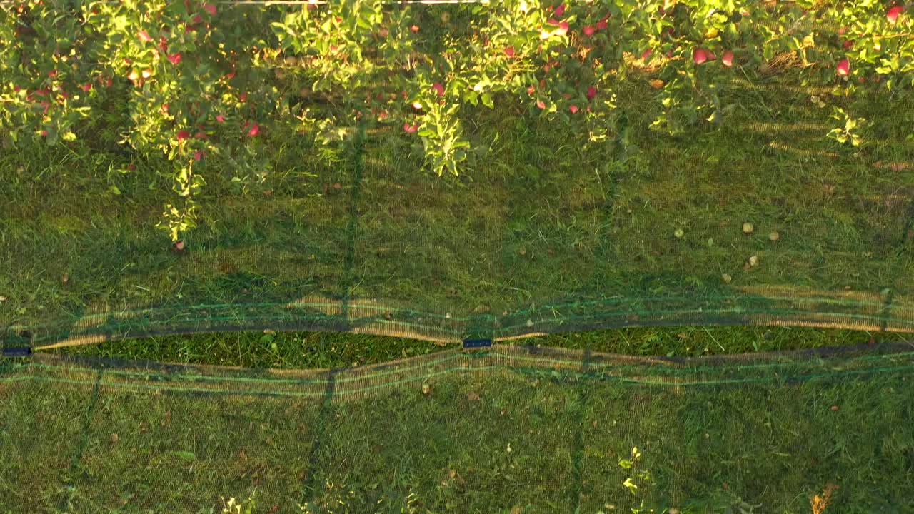 사과 농장, 위에서 내려다보는 새의 시선을 보호하기 위해 우박 방지 그물을 갖춘 과수원, 사과나무 줄