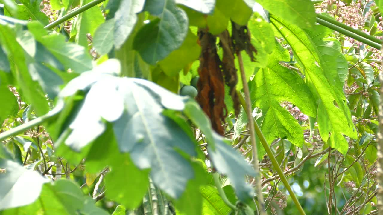 작은 열대 새는 강한 바람에 정글 가지에 날고 있습니다