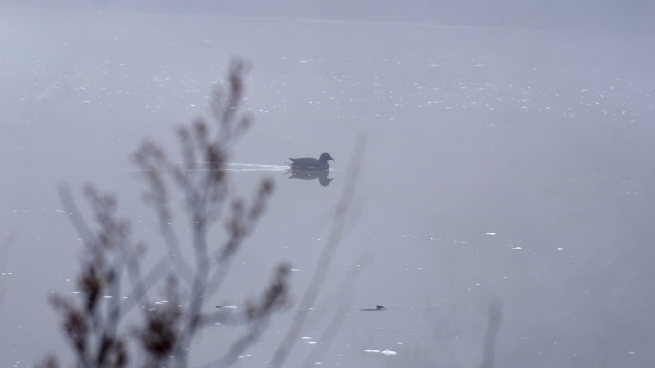 안개 낀 강에서 수영하는 호주 일반 물닭 새