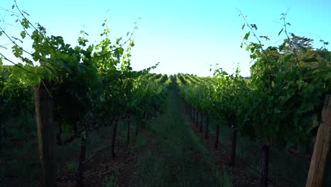 panning-back-on-green-vineyard-field-in-sonoma