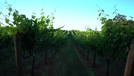 panorámica de nuevo en el campo de viñedos verdes en sonoma