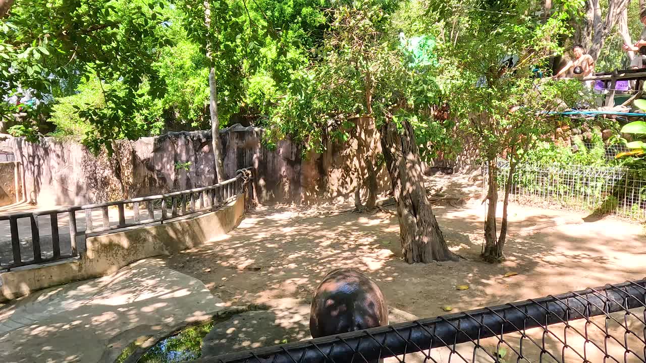 Pygmy hippo exploring its enclosure in Chonburi