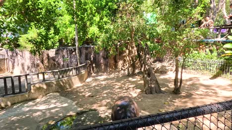 pygmy hippo exploring its enclosure in chonburi