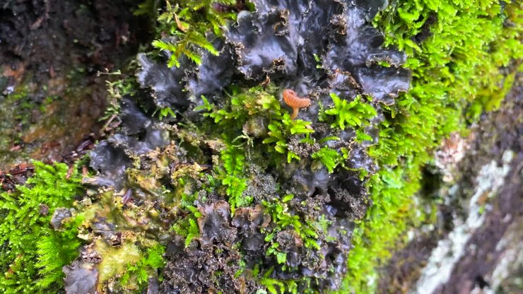 Bellissimo muschio verde brillante e funghi che crescono su una roccia in una foresta a Marbella, Malaga, natura in Spagna, ripresa 4K