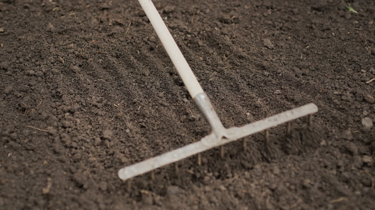 Working in a farmer's garden - a man levels the soil with a rake