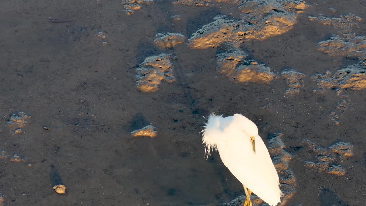 A Great Egret wades through mudflats, hunting and preening under warm sunset lighting, captured in slow-motion aerial footage