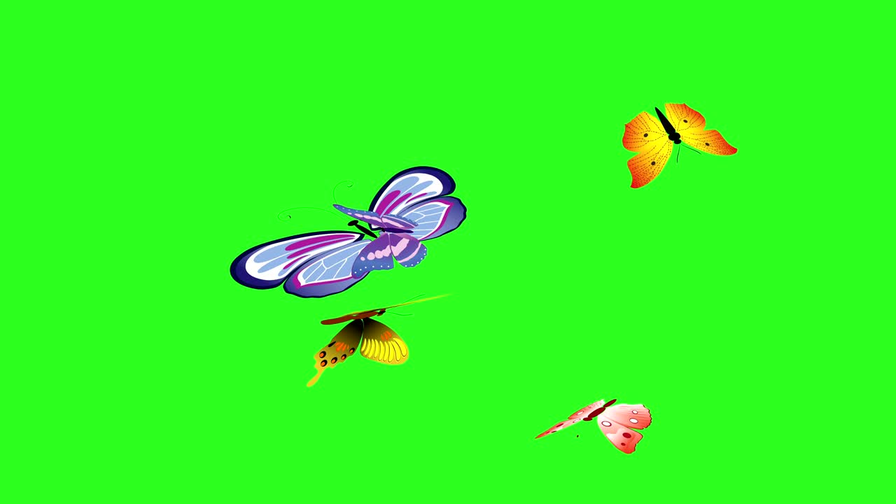 mariposa de belleza colorida animada en la pantalla verde tecla de croma