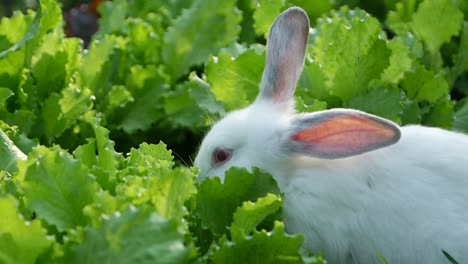 a white rabbit eating fresh green lettuce in a garden