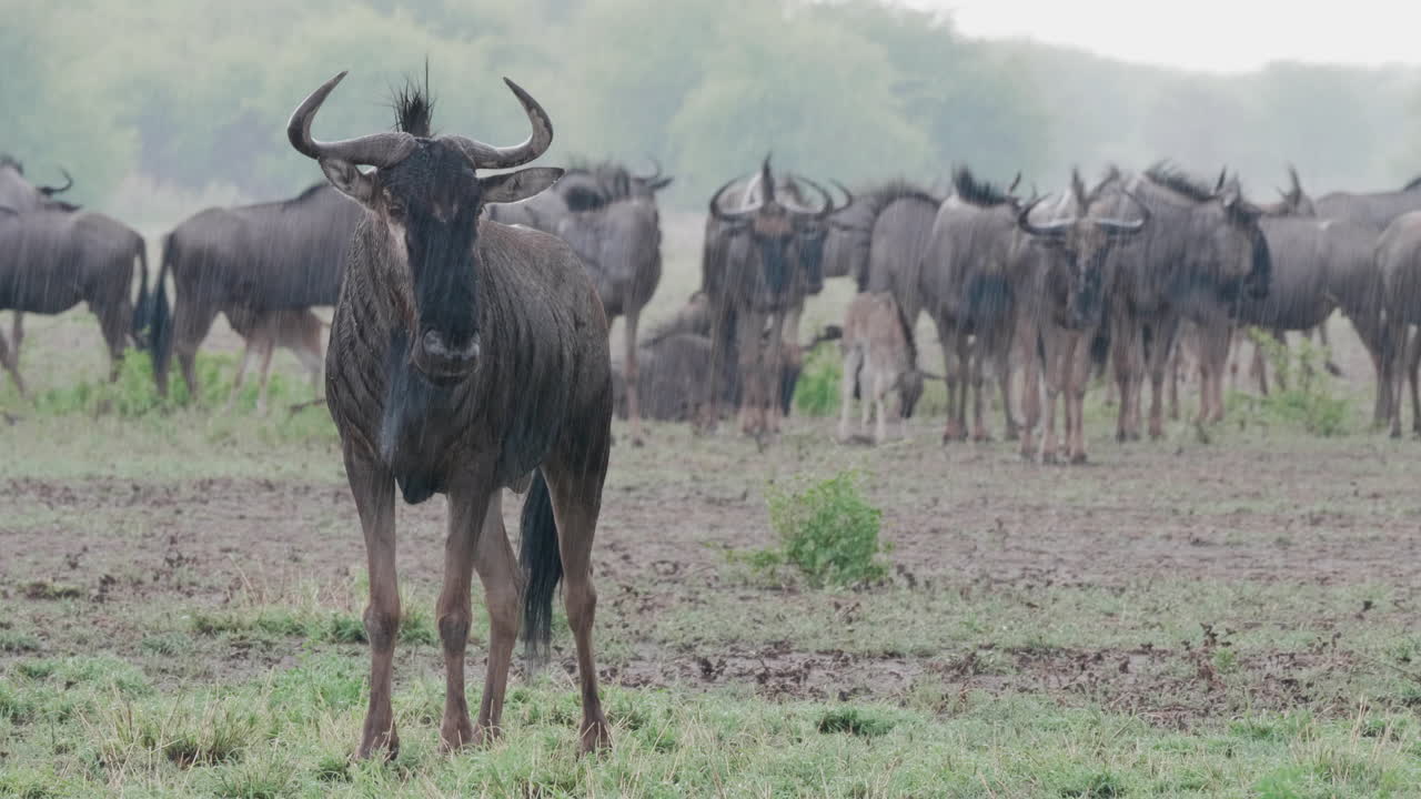 Ynglende flokk med gnu står i regnet i et viltreservat i Botswana – halvtotal
