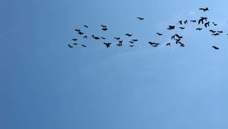 birds in flight