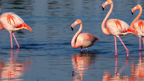 pink flamingos in water
