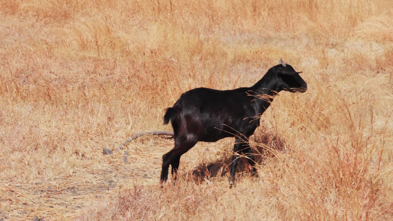 A black goat is walking through a dry Savanna on a hot day, walking away from camera, slow motion and copy space Indonesia, Bali