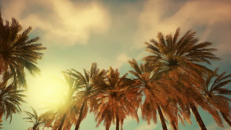 palm trees at sunset