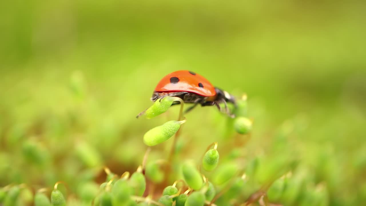 Close-up wildlife of a ladybug in the green grass in the forest