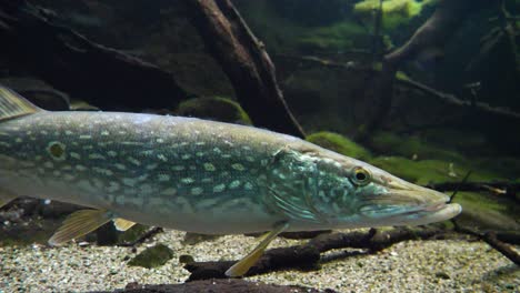 close up shot of blue colored pike fish resting on ground of clear water during sunny day