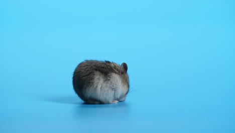 el ratón duerme sobre un fondo azul.