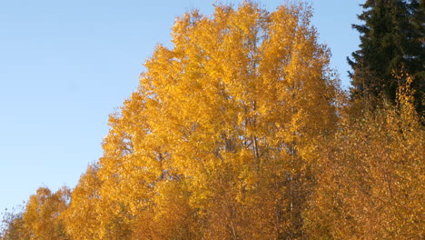 low angle view of tree with golden yellow foliage in autumn on windy day
