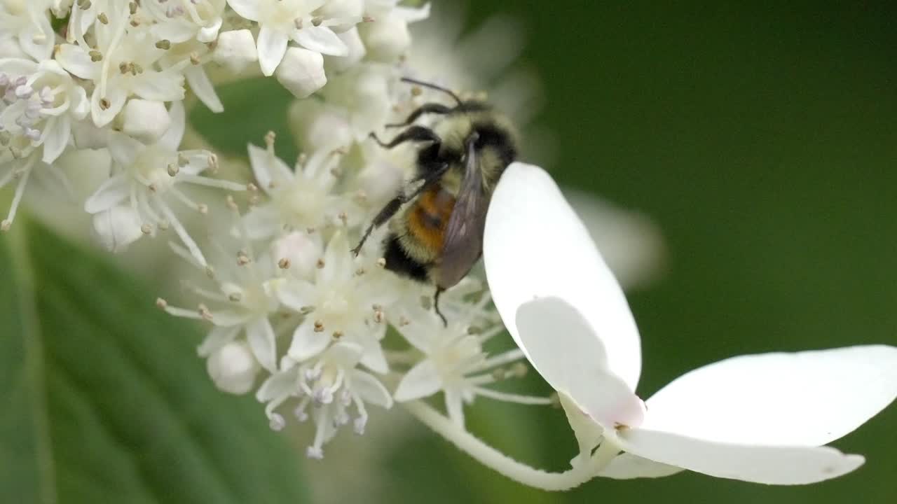 Busy bumblebee hard at work collecting pollen from a white flower cluster