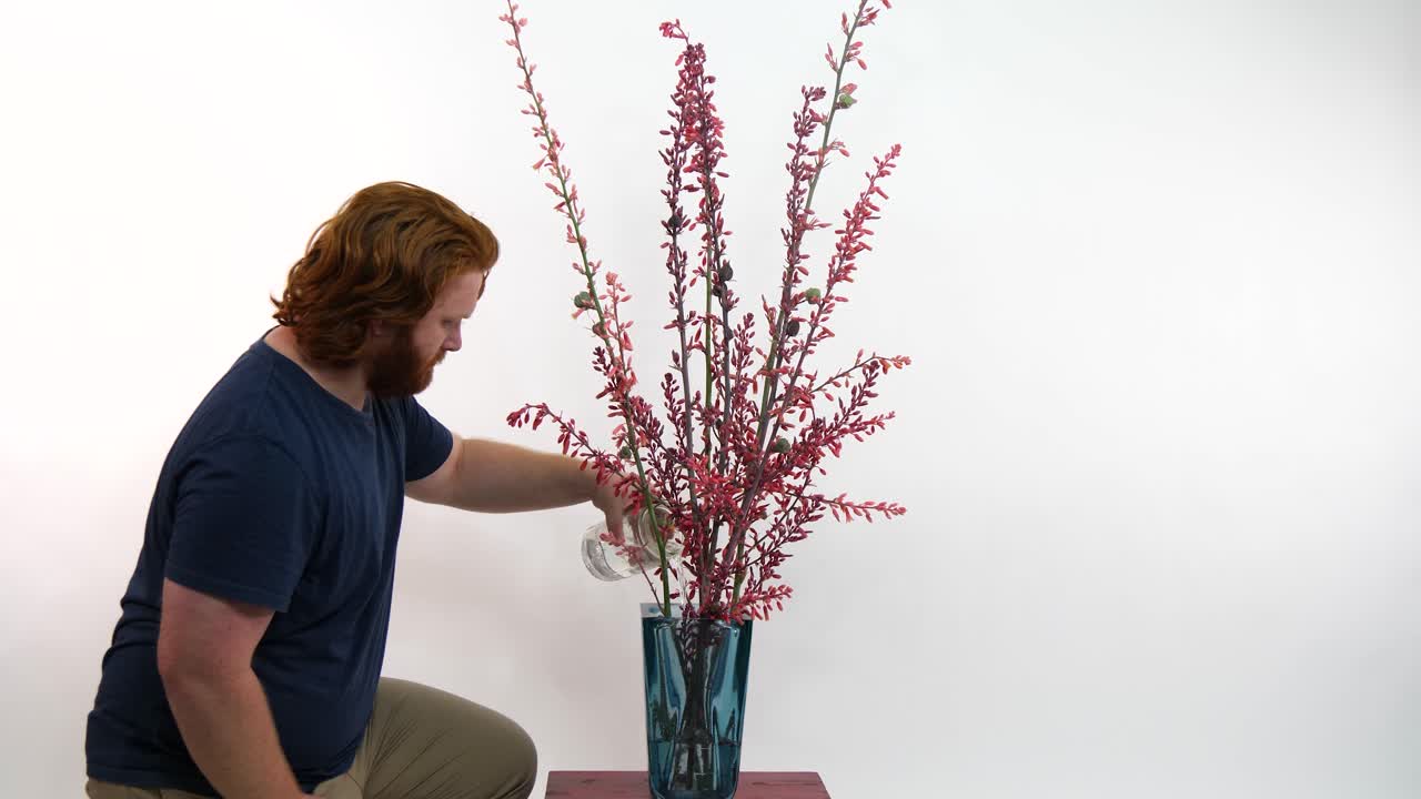 A red-haired man watering long-stemmed red flowers(Hesperaloe parviflora) in front of a white screen