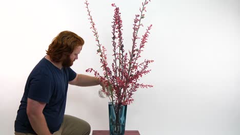 a red-haired man watering long-stemmed red flowers(hesperaloe parviflora) in front of a white screen