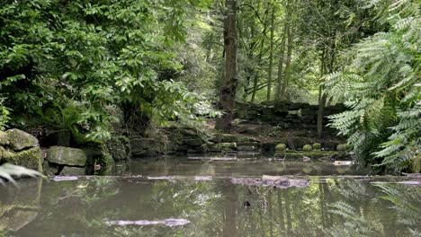 Entspannender-Bach-Mit-Perfekten-Spiegelungen-Im-Vollkommen-Stillen-Wasser