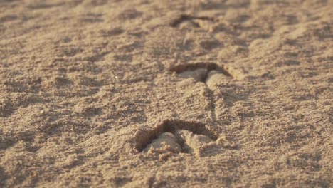 footprints in the sand