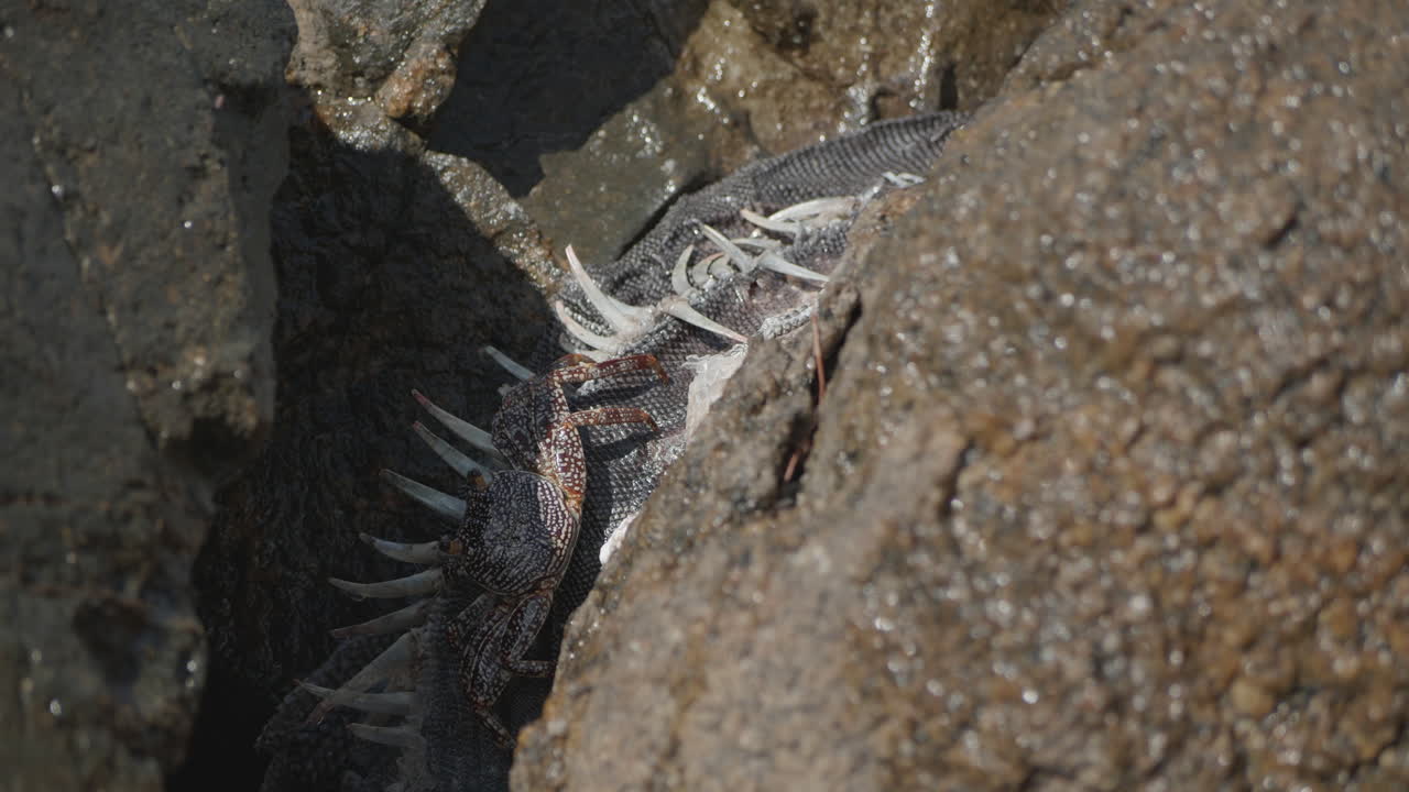 게는 아루바의 바위 해변에서 죽은 이구아나를 먹는다