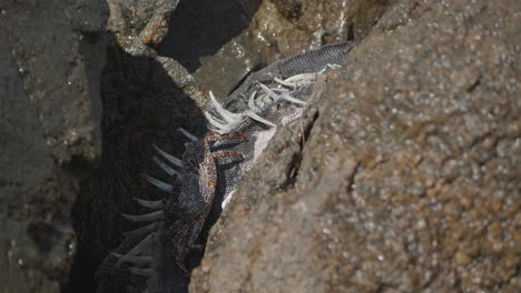 a crab eats a dead iguana on a rocky beach in aruba