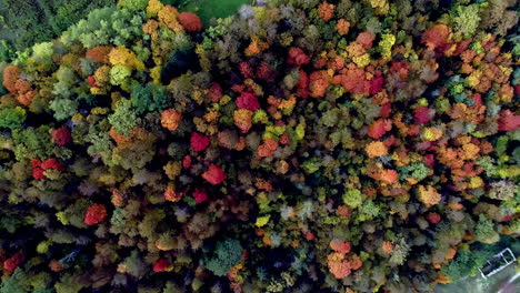 birds eye view drone shot flying over dense forest of autumn coloured leaves