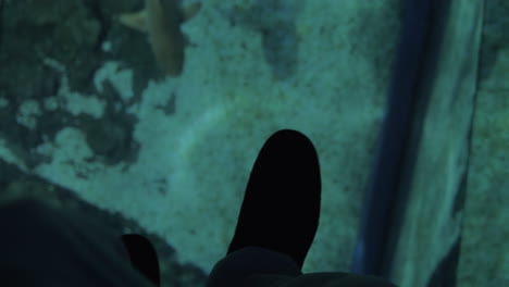 shark and stingray under glass floor in oceanarium