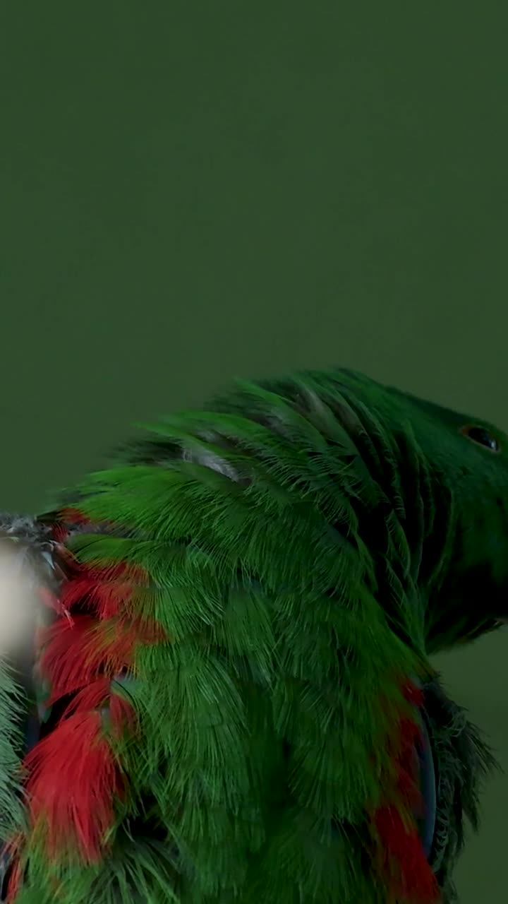 Close-up of a Green Eclectus Parrot