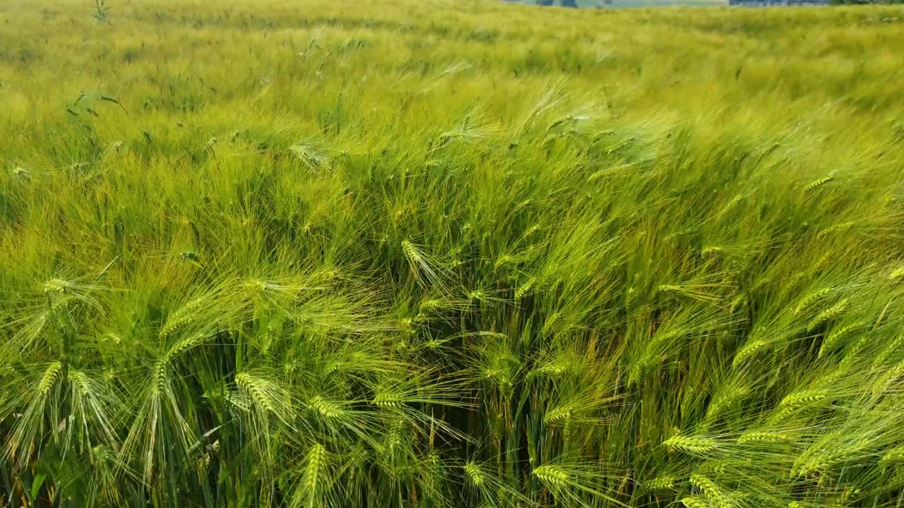 Close-up of a oat or wheat field in Bern, Switzerland, gently swaying in the spring breeze, forming soft, golden waves in the sunlight
