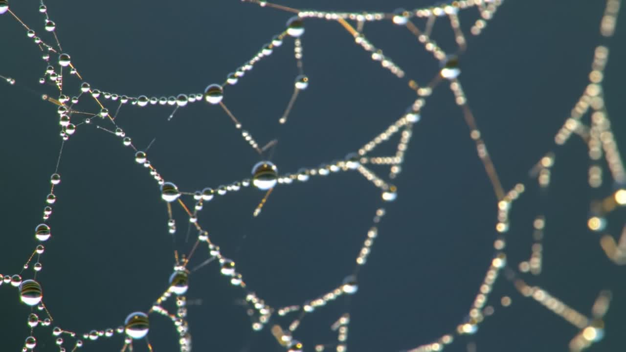 Delicate spider webs adorned with glistening morning dew drops create a breathtaking sight in the peaceful forest. Light filters through the foliage, enhancing the beauty of nature.