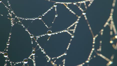 delicate spider webs adorned with glistening morning dew drops create a breathtaking sight in the peaceful forest. light filters through the foliage, enhancing the beauty of nature.