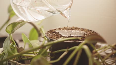 person pouring water on a plant pot with coco peat