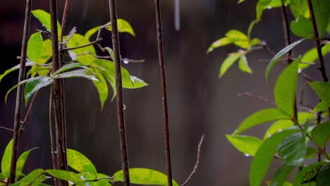 gota de agua sobre las hojas verdes en el jardín de la casa