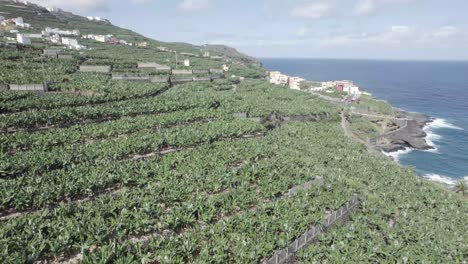 Platano-De-Canarias