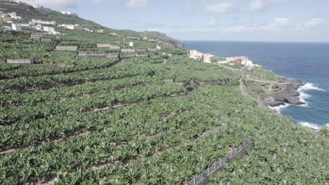 platano de canarias