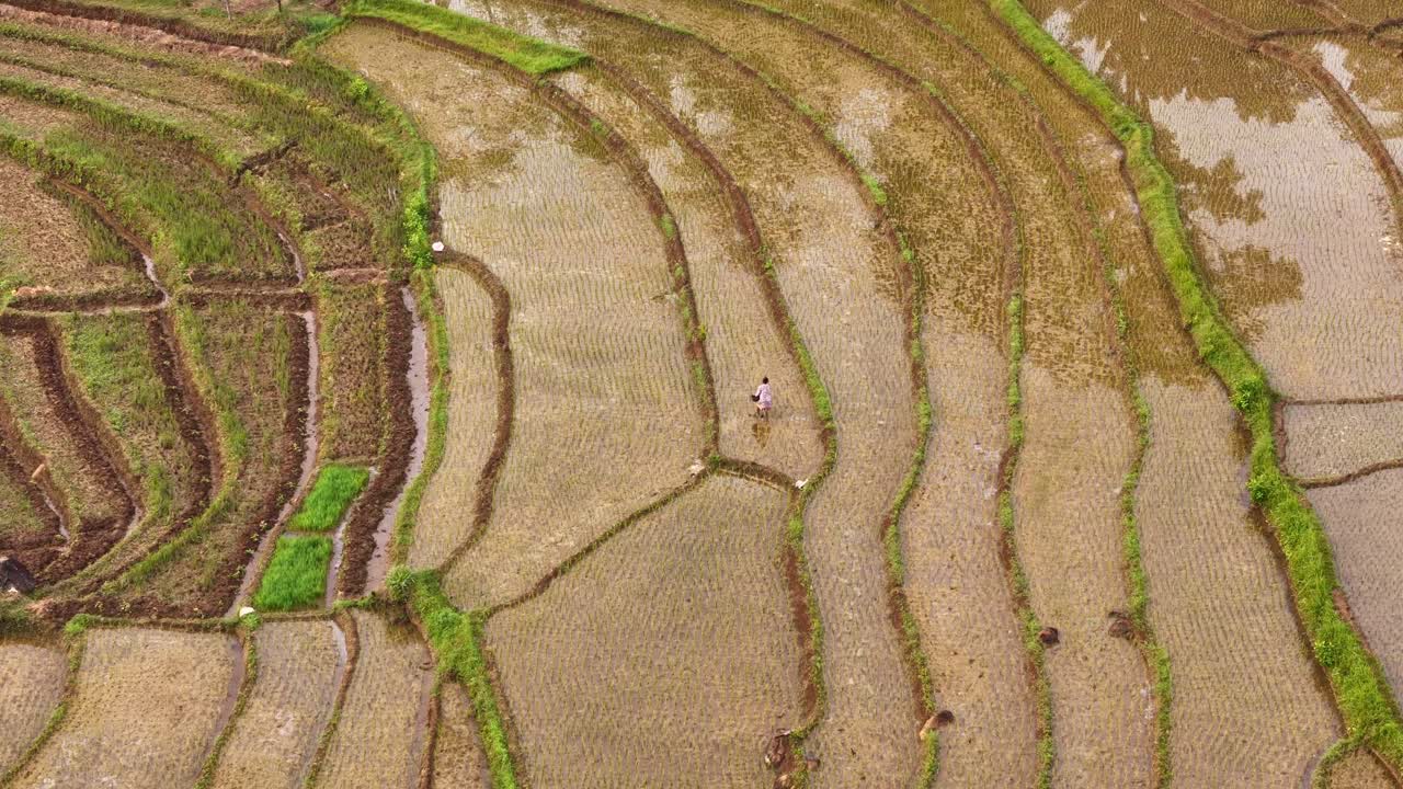 Aerial view of traditional Indonesian farmers working in unplanted rice fields