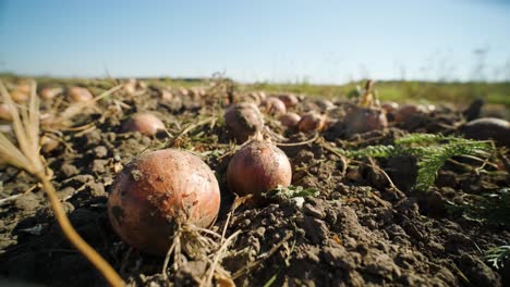 yellow onion pile. harvested onion piled in the field.