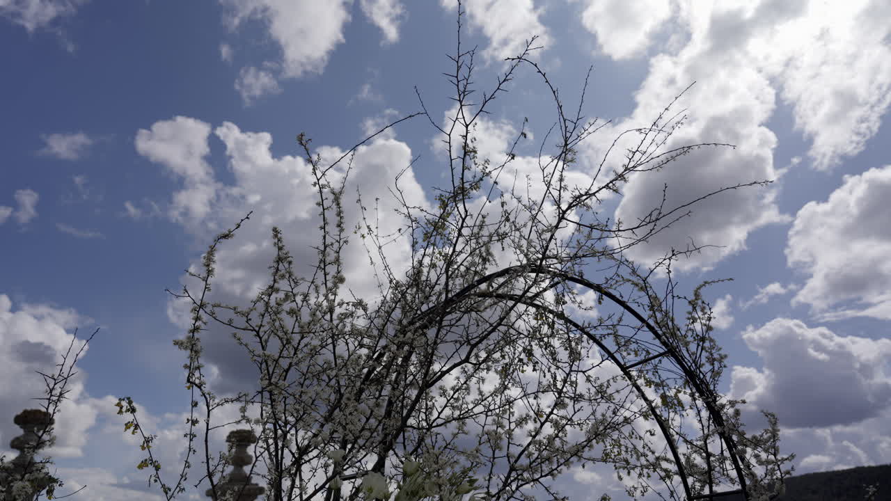 Spring Blossoms Against a Cloudy Sky