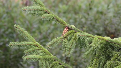 forest b-roll: spruce bough with branch cone blows in gentle breeze