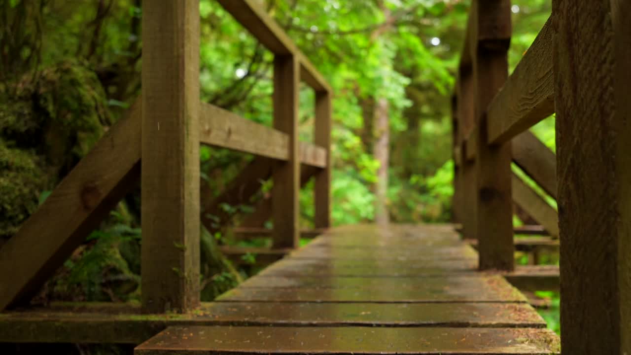 茂った緑の森の中の木製の橋
