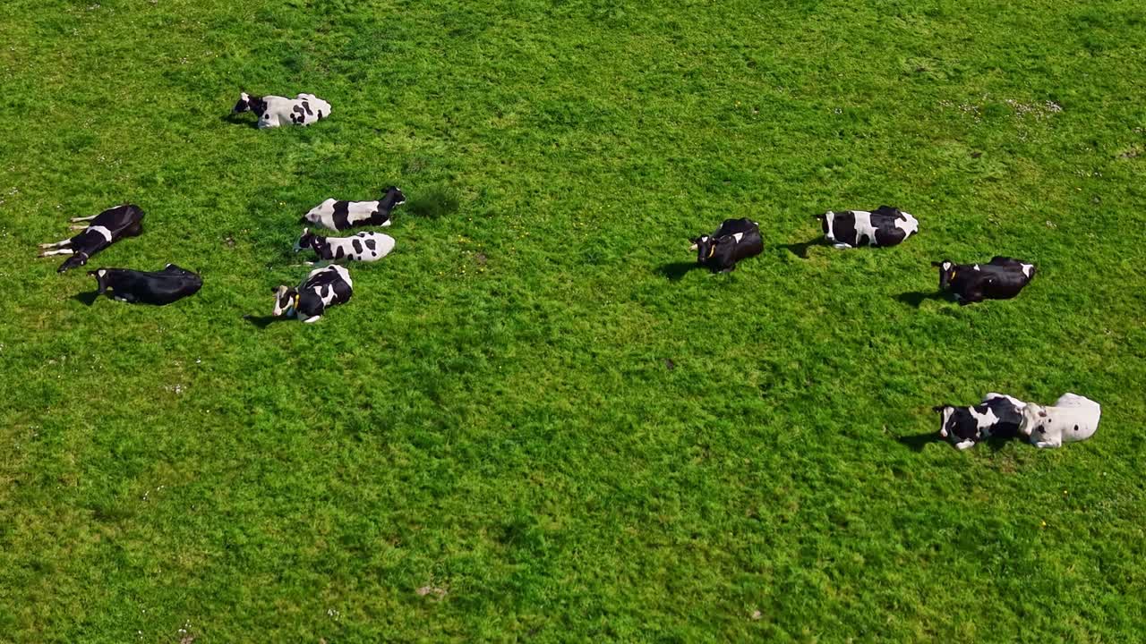 Drone view of Holstein Friesian cattle lying and resting on lush green meadow in the countryside. Copy space