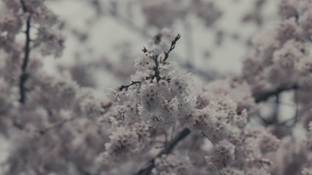 Primo piano di fiori di sakura bianchi in primavera.