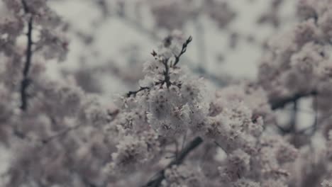 closeup of white sakura blossoms in springtime