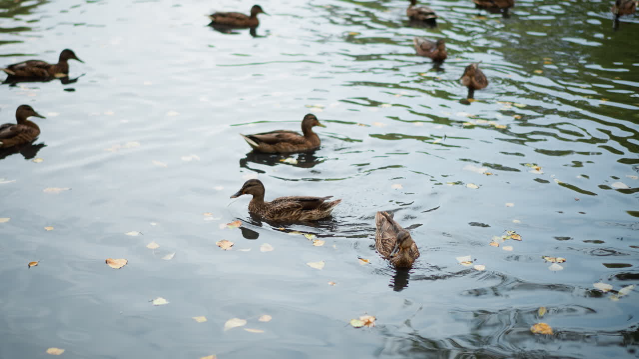 Anatre selvatiche alla ricerca di cibo tra le foglie, anatre vivaci sulla superficie che sguazzano e razzolano tra i detriti vegetali, anatre selvatiche che si nutrono attivamente e sguazzano nell'acqua tra le foglie e le increspature superficiali