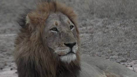 retrato de un león macho descansando y mirando hacia la distancia