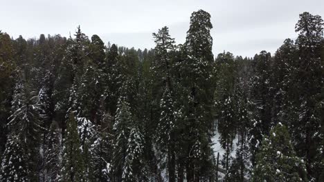 Secuoyas-De-California-Salpicadas-De-Nieve