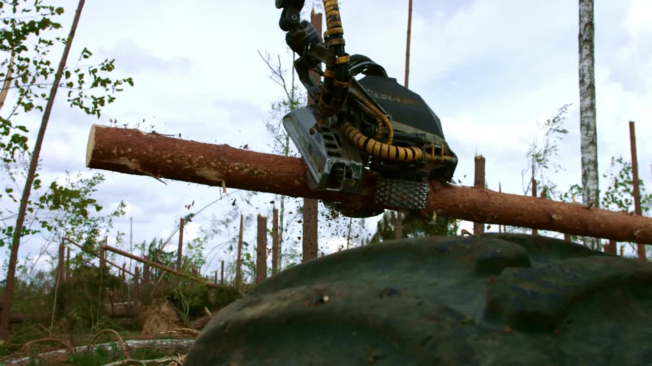 Wood harvester sawing pine tree. Application of modern technologies in logging